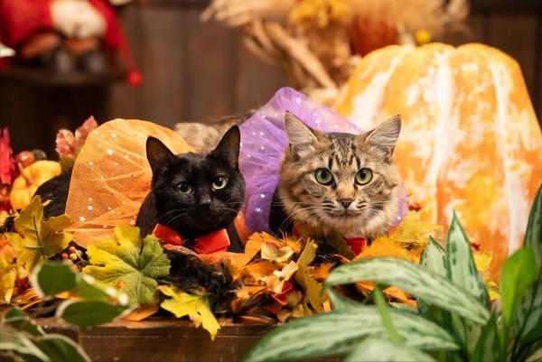 5歳になった（左から）ジジちゃんと同居猫・ルナちゃん（画像提供：なちゅふぉとさん）