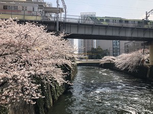 「ムーミンの国」フィンランド大使館員が待ちわびる、目黒川の桜