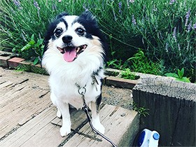 のんびりお散歩　牛柄のチワワ「牛乳(みるく)」