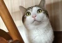 猫は好きだけど、人はちょっと苦手ななるとくん