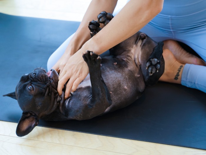 子犬の頃に遊んでいなかったせいか、パピーのような雰囲気のボルちゃん