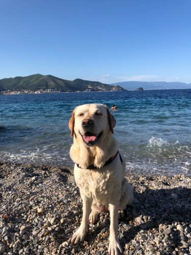 今年は行けるかな？　トリノから車で２時間、リグーリア州ノーリという海辺の小さな町で、毎年夏休みは家族で過ごしている。