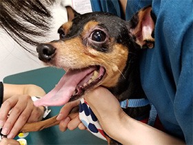 相変わらずビビリな保護犬ハンター、でもそのままでいいよ