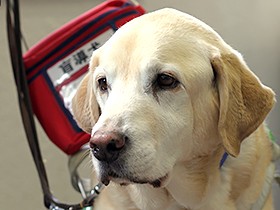 盲導犬は、目の不自由な人だけでなく私たちみんなの希望