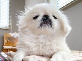 お昼寝って気持ちいいよね～　クリームのように白くてふわふわなペキニーズ「パンナ」