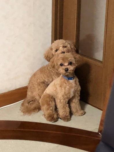 ２匹ですみっこぐらしのマネ？（飼い主さん提供）