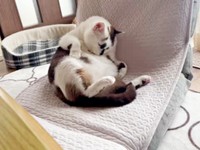 ふっくらとしたぽんくん（画像提供：シャイリーさん）