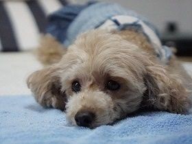 看板犬が心もほぐすマッサージ店　店主の恋のキューピッドにも