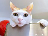 お家の中でニャルソック♪ きょとん顔がキュートなむぎくん（画像提供：むぎさん）