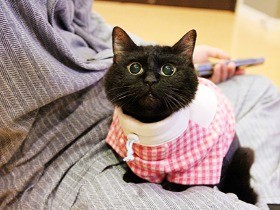 傷ついても、人が好きにゃん　盲目の黒猫との１８０日、本に