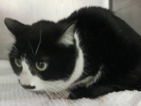 １４０キロ大移動　静岡で迷子になった猫「デビー」名古屋で発見