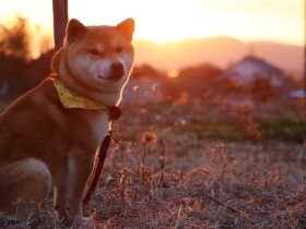 2022何げない日常に幸せが詰まっているで賞　柴犬「ポリー」