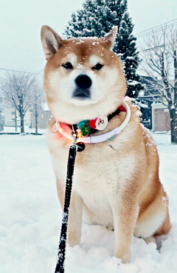 雪を静かに満喫するハクくん（画像提供：HAKU_shiba2020さん）