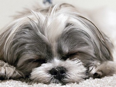 病気予防やストレス軽減のために　犬猫を飼うなら不妊・去勢を