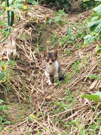 保護前、畑で飼い主さんを見つめるこたろくん（画像提供：ぴてさん）