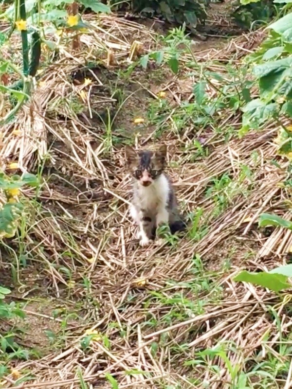 保護前、畑で飼い主さんを見つめるこたろくん（画像提供：ぴてさん）