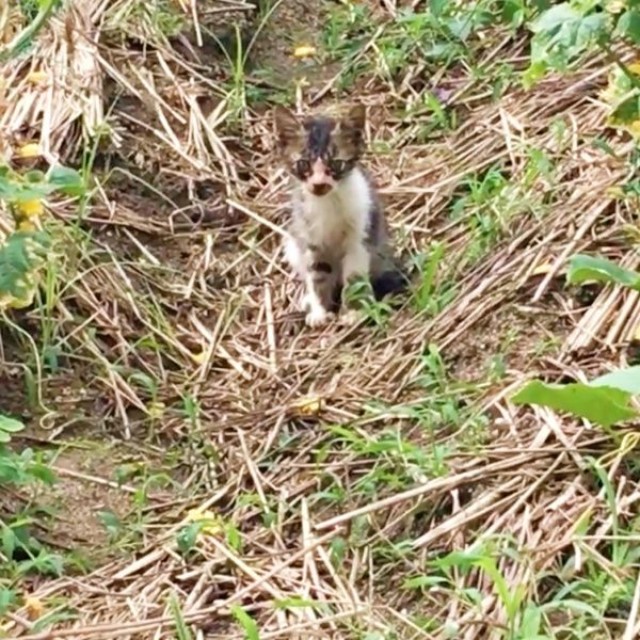 保護前、畑で飼い主さんを見つめるこたろくん（画像提供：ぴてさん）
