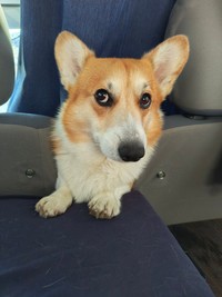 飼い主さんと車中泊をしながら旅をしているぷっちょくん（画像提供：コーギーのプッチーニさん）