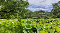 6月21日は昼が最も長くなる夏至（栗林公園 午前11時ごろ）