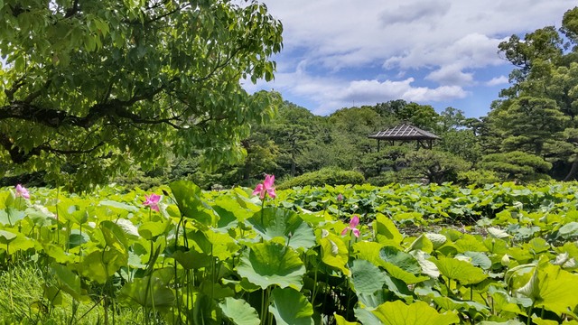 昼が最も長くなる「夏至」　栗林公園ではハスの花が咲き始める　熱中症対策をして楽しんで　香川・高松市
