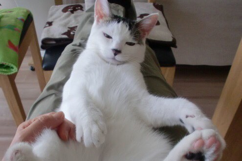 陽子さんのひざで甘えるアン（陽子さん提供）