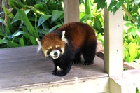 器用に手でリンゴを持って食べるガイア。かわいい♡