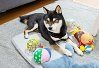 ベビーマットの上でまったりくつろぐおはぎくん（画像提供：おはぎさん）