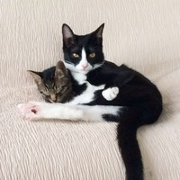 新たにやって来た弟のるぅくん（左）に寄り添うりぃちゃん（右）（画像提供：もみおさん）