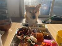 おせちを眺めている十和くん（提供：十和とわさん）