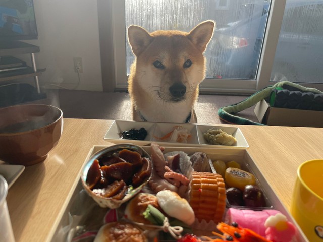 おせちを眺めている十和くん（提供：十和とわさん）