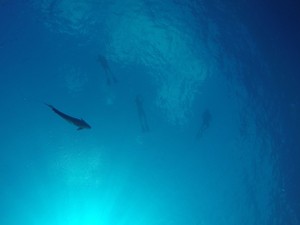 動物園からの脱走