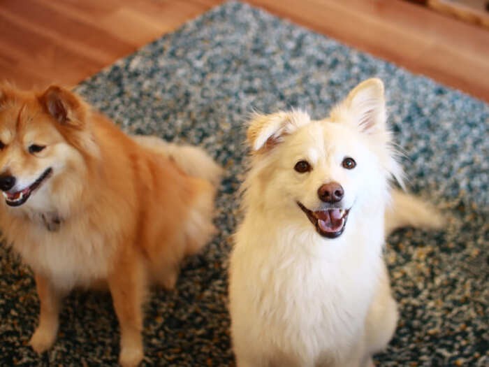 「もしかして、出かける？」の顔