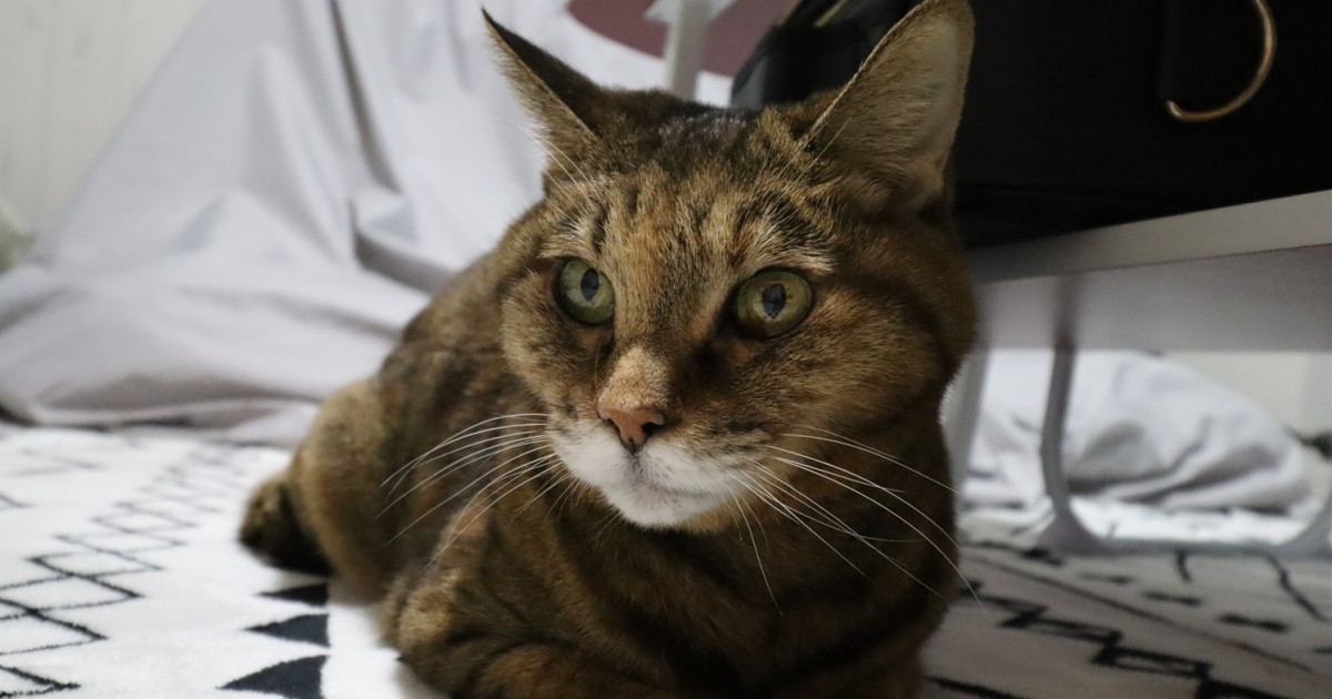 通院するとストレスでご飯を食べなくなる愛猫 突然の発作で飼い主が選んだのは往診 犬 猫との幸せな暮らしのためのペット情報サイト Sippo