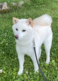 真っ白な体が輝くモコちゃん（提供：白柴モコとらぼきちさん）