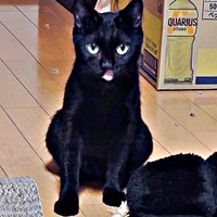 家猫生活を穏やかに過ごすしずくちゃん（画像提供：さばりんご。さん）