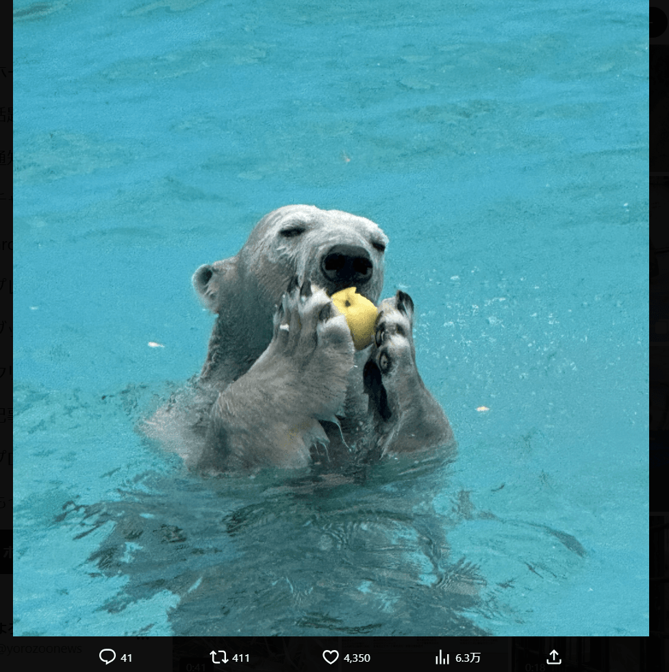釧路市動物園の公式X（@kushirozoo）より