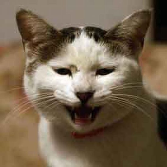 顔がこわいから「はんにゃ」と名付けたが、般若心経の智恵という意味でもあった　（塩田さん提供）