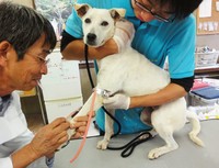 里親は見つけられずとも、多くの人たちの支援に支えられ治療を続けられたバニラ