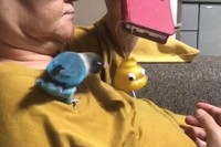 お母さんとも仲良し。家族の絆を深めるインコ