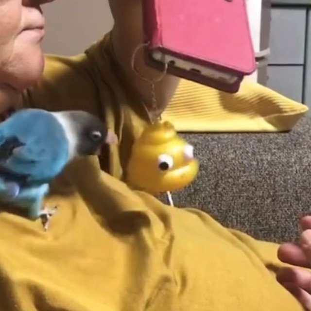お母さんとも仲良し。家族の絆を深めるインコ