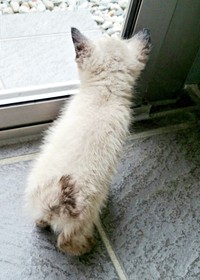 保護直後、生後1.5カ月ほどだった小さなルシウスくん。窓の外を見つめています（画像提供：だぬ彦さん）