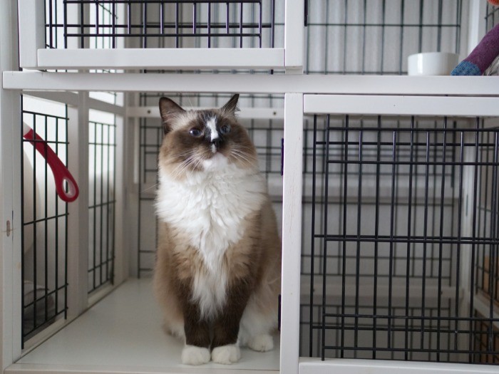 リビングから壁の穴を伝って、寝室に置いてあるケージ内に辿り着ける