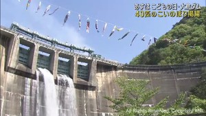 仙台市　大倉ダムに色とりどりの鯉のぼり