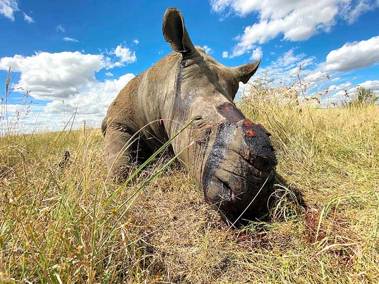 In a photo provided by Nico Jacobs, at least nine rhinos have been poached in South Africa's North West province since the pandemic began, “and those are just the ones we know about,