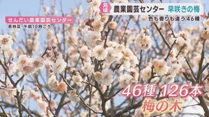 梅の花が見頃　１４日から梅を見る会を開催　せんだい農業園芸センター