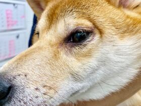 梅雨時に増える皮膚炎　「犬アトピー性皮膚炎」はどんな病気？予防方法は？