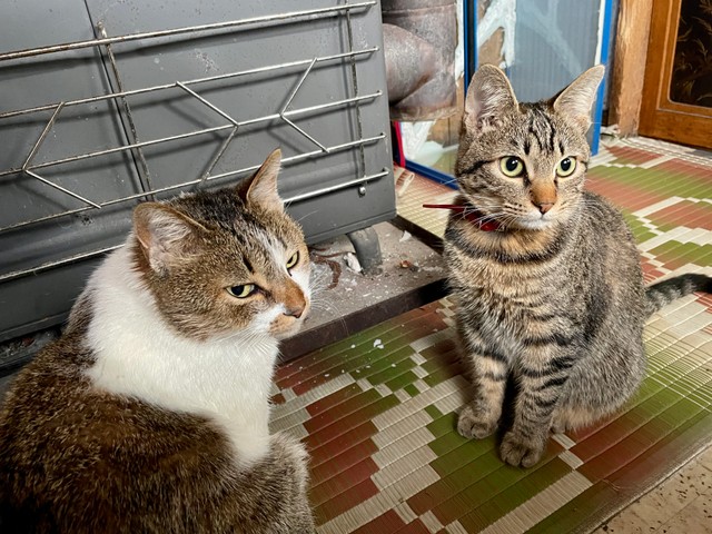 シロ（左）もママになりました！トラとの親子ショット（ようのすけさん提供）