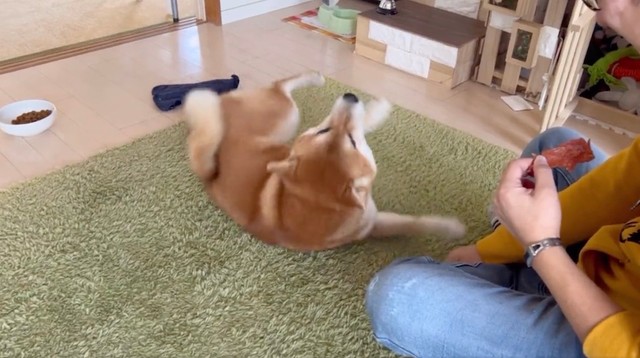「ゴローン！」と言いながら……（動画からキャプチャー／提供：シヴァ犬こむぎっすさん）