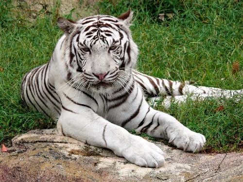 動物の死を公表　「命の重さ考えて」　とべ動物園園長に聞く