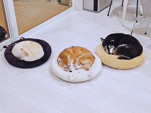 自分の毛色と違う色のクッションで眠る（左から）白柴「安豆」ちゃん、赤柴「ずんだ」ちゃん、黒柴「小豆」ちゃん（画像提供：黒柴小豆と白柴安豆と赤柴ずんだはタヌキさん）